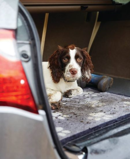 telo auto per cane