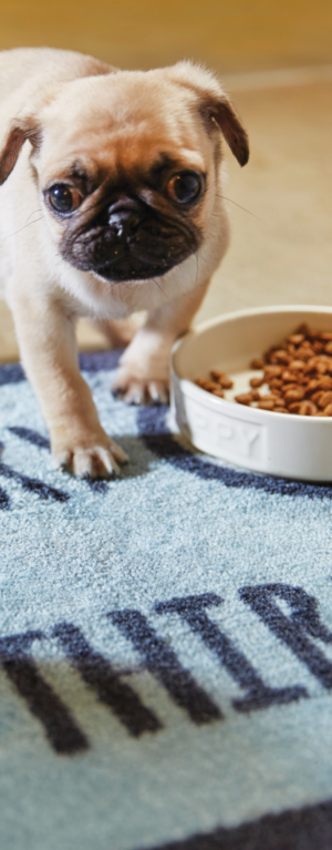 tappeti-per-cani-sotto-ciotola tappeti-per-cani-sotto-ciotola