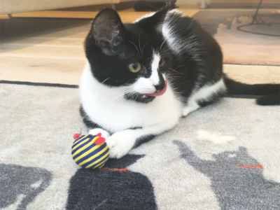 tappetini-per-gatti-alta-qualita